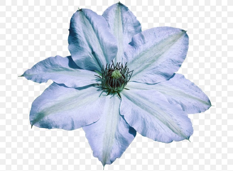 Blue Leather Flower Elisa's Creation Knife Chicory, PNG, 699x602px, Blue, Bombka, Chicory, Clematis, Flower Download Free