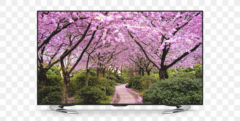 Desktop Wallpaper Season Spring Cherry Blossom Autumn, PNG, 2362x1197px, Season, Autumn, Blossom, Branch, Cherry Blossom Download Free