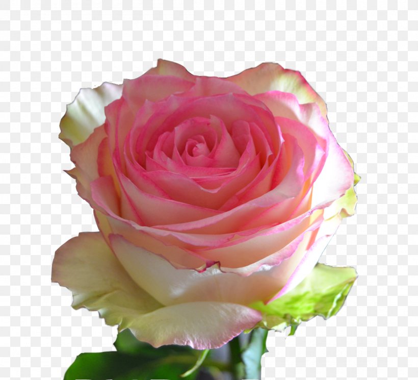 Garden Roses Floribunda Centifolia Roses Pink Cut Flowers, PNG, 1100x1000px, Garden Roses, Centifolia Roses, Color, Cut Flowers, Floral Design Download Free