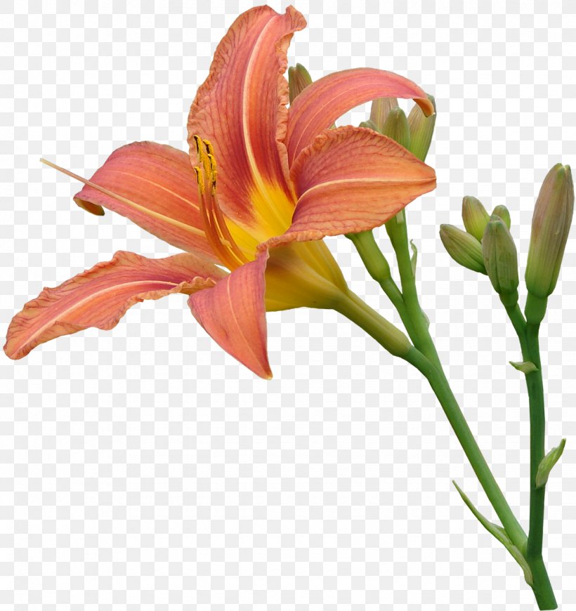 Lilium Transparency And Translucency Pink Flowers Clip Art, PNG, 1130x1200px, Lilium, Adobe Flash, Bud, Cut Flowers, Daylily Download Free