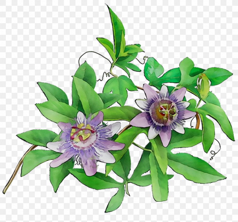 Passion Flower Floral Design Cut Flowers, PNG, 1088x1016px, Passion Flower, Cut Flowers, Edelweiss, Floral Design, Flower Download Free