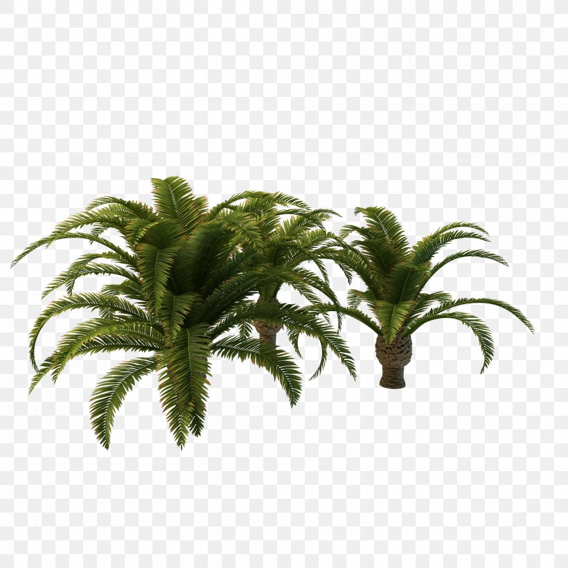 Arecaceae Tree Vascular Plant Clip Art, PNG, 2000x2000px, Arecaceae, Areca Palm, Arecales, Date Palms, Evergreen Download Free