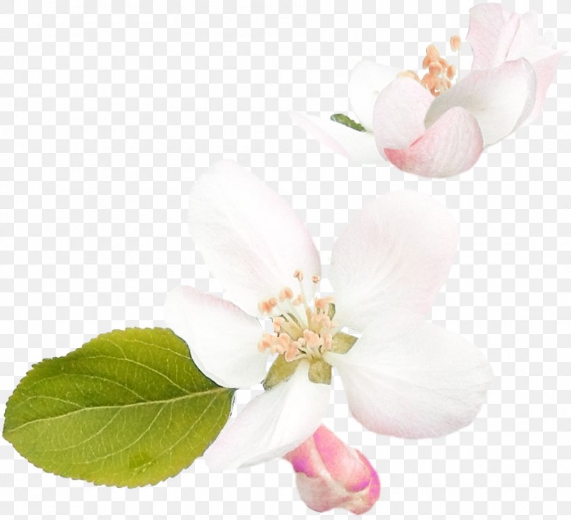 Cherry Blossom ST.AU.150 MIN.V.UNC.NR AD Rose Family Cherries, PNG, 946x862px, Blossom, Branch, Cherries, Cherry Blossom, Flower Download Free
