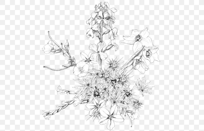Floral Design Pine Sketch, PNG, 503x525px, Flora, Artwork, Black And White, Branch, Drawing Download Free