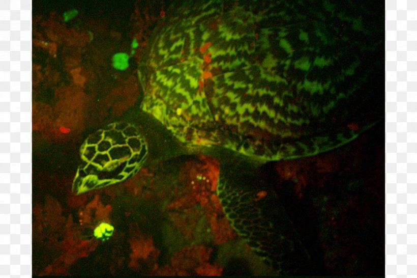 Hawksbill Sea Turtle Glow In The Dark Creatures Deep Sea Creature, PNG, 900x600px, Turtle, Animal, Aquatic Animal, Bioluminescence, Deep Sea Download Free