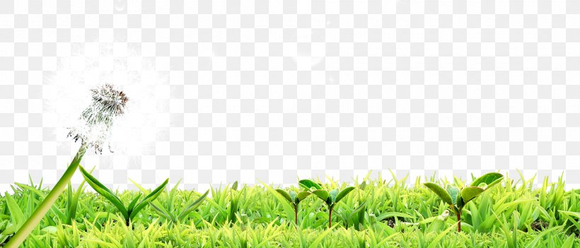 Poster Image Design Download, PNG, 1920x822px, Poster, Agriculture, Commodity, Crop, Dandelion Download Free