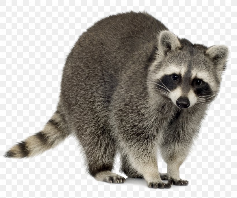 Raccoon Baylisascaris Procyonis Trapping Clip Art, PNG, 1636x1366px, Raccoon, Animal Control And Welfare Service, Baylisascaris, Baylisascaris Procyonis, Carnivoran Download Free