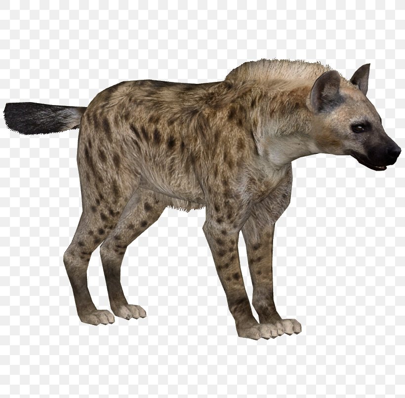 Striped Hyena Zoo Tycoon 2, PNG, 807x807px, Hyena, Animal, Big Cats, Carnivoran, Cat Like Mammal Download Free