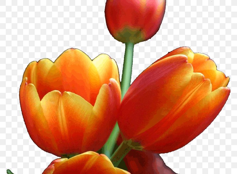 Tulip Cut Flowers Petal Plant Stem, PNG, 800x600px, Tulip, Cut Flowers, Flower, Flowering Plant, Lily Family Download Free