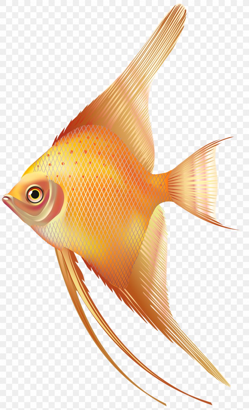 Fish Photography Clip Art, PNG, 1827x3000px, Fish, Android, Camera, Computer Software, Fin Download Free