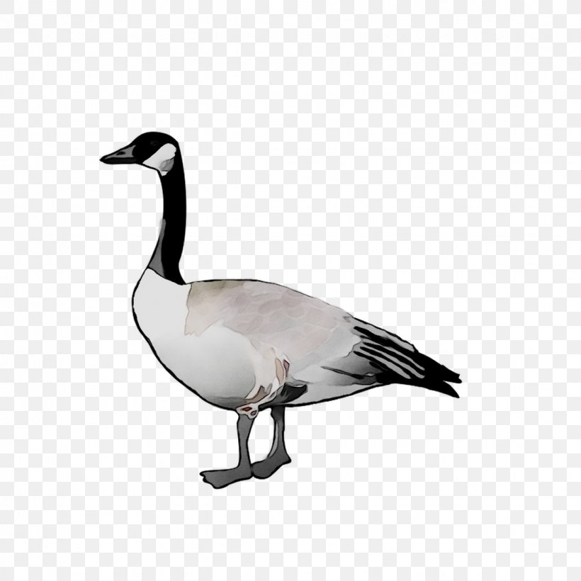 Goose Seaducks Fauna Feather, PNG, 1125x1125px, Goose, Beak, Bird, Canada Goose, Duck Download Free