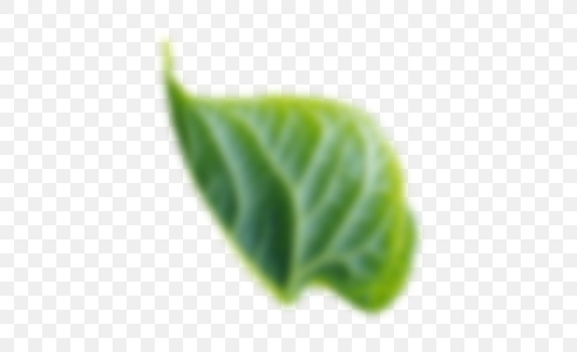 Leaf Gotham TrueType Plant, PNG, 500x500px, Leaf, Gotham, Plant, Truetype Download Free
