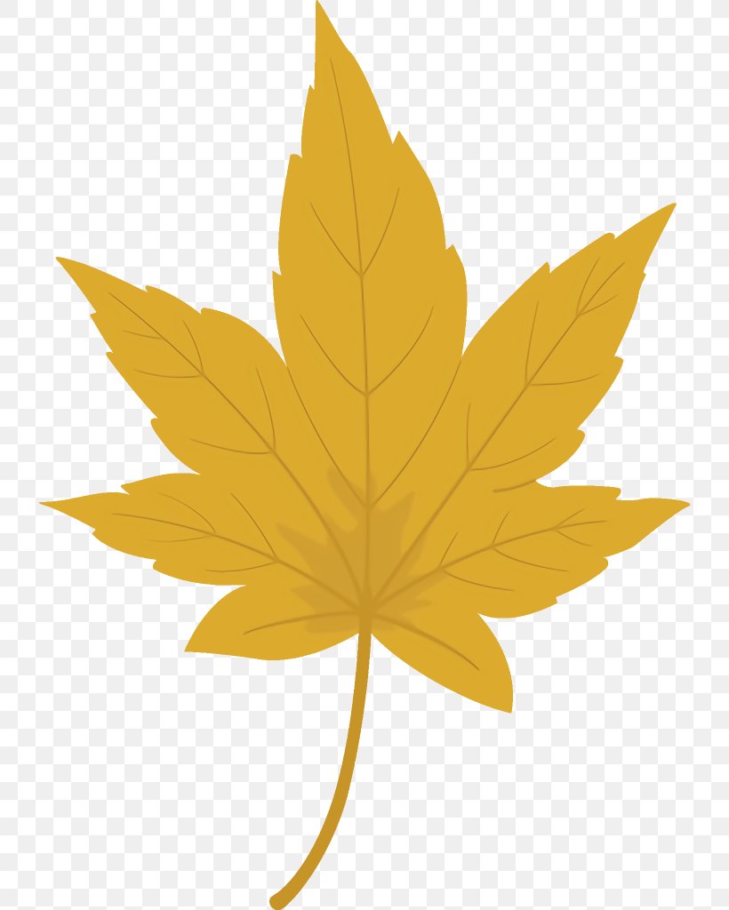 Maple Leaf Autumn Leaf Yellow Leaf, PNG, 736x1024px, Maple Leaf, Autumn Leaf, Black Maple, Leaf, Plane Download Free