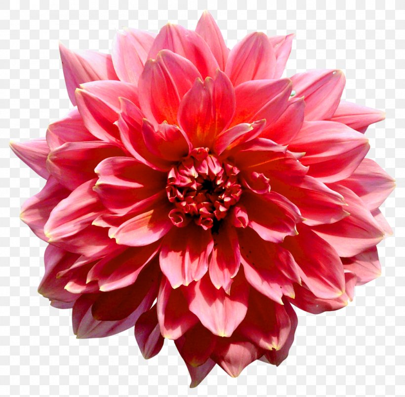 Flower Dahlia Photography, PNG, 1044x1024px, Flower, Anders Dahl, Chrysanths, Cut Flowers, Dahlia Download Free
