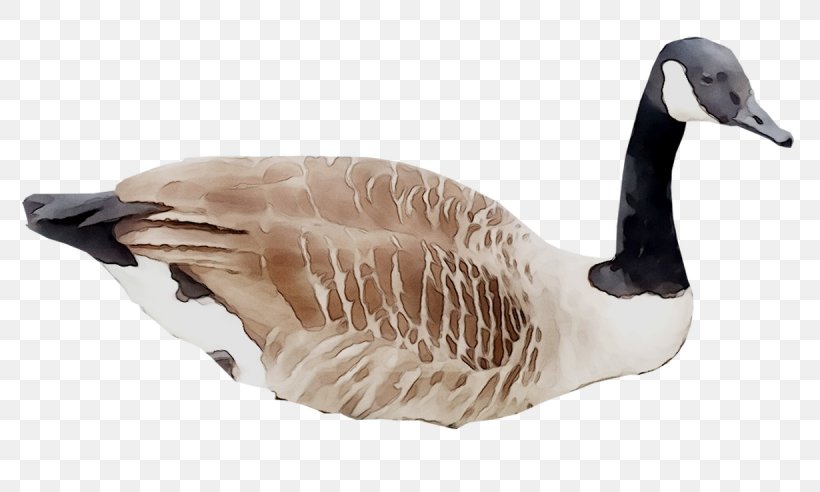 Goose Duck Fauna Feather Beak, PNG, 1230x738px, Goose, Beak, Bird, Canada Goose, Duck Download Free