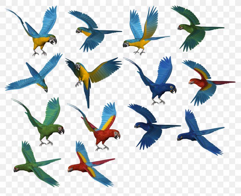 Parrot Bird Download, PNG, 2980x2434px, Bird, Beak, Clip Art, Common Pet Parakeet, Fauna Download Free