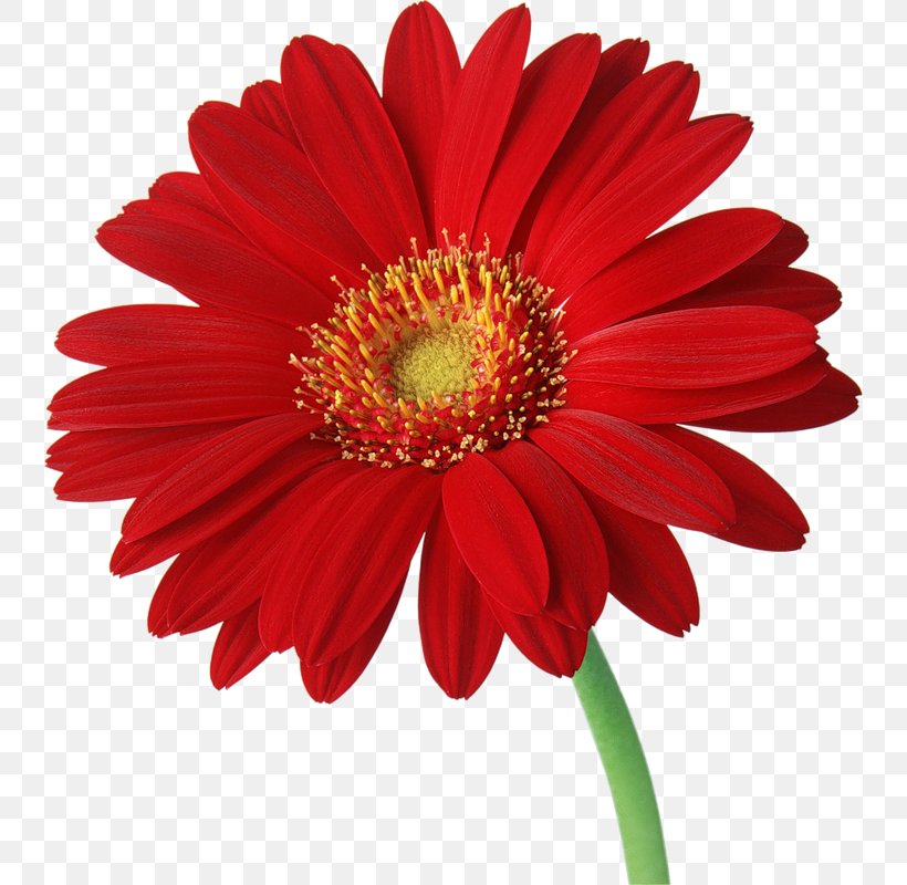 Transvaal Daisy Common Daisy Clip Art, PNG, 740x800px, Transvaal Daisy, Blog, Chrysanths, Color, Common Daisy Download Free
