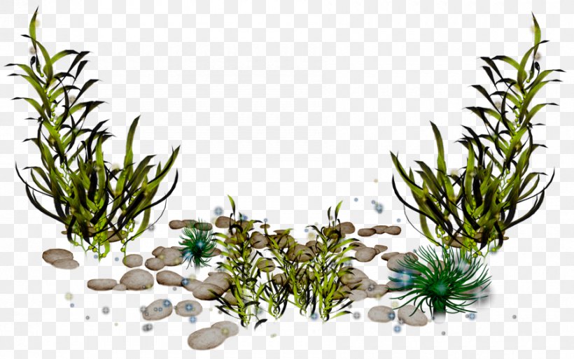 Algae Photography Clip Art, PNG, 900x564px, Algae, Digital Image, Flowerpot, Fundal, Grass Download Free