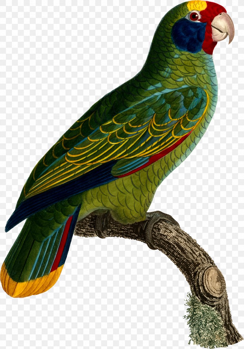 Budgerigar Parrot Lovebird Loriini, PNG, 1666x2377px, Budgerigar, Art, Beak, Bird, Common Pet Parakeet Download Free