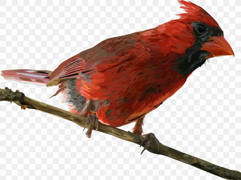 Cardinal Bird, PNG, 1374x1031px, Cardinal, Beak, Bird, Cardinal Number, Finches Download Free
