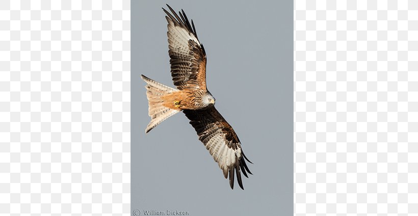 Bald Eagle Bird Of Prey Kite Buzzard, PNG, 640x425px, Bald Eagle, Accipitriformes, Beak, Bird, Bird Of Prey Download Free