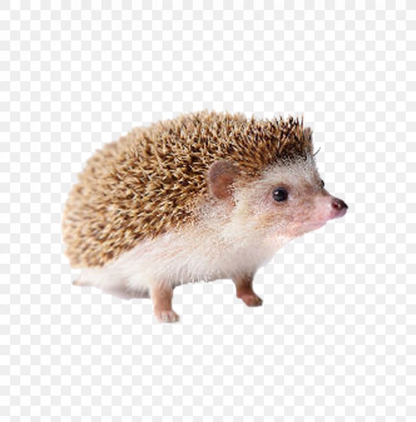 Domesticated Hedgehog Four-toed Hedgehog Porcupine, PNG, 868x881px, Hedgehog, Domesticated Hedgehog, Erinaceidae, Fauna, Fourtoed Hedgehog Download Free
