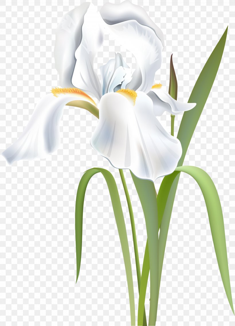 Flower Irises Orris Root Iridaceae White, PNG, 2887x4000px, Flower, Blue, Color, Cut Flowers, Flowering Plant Download Free