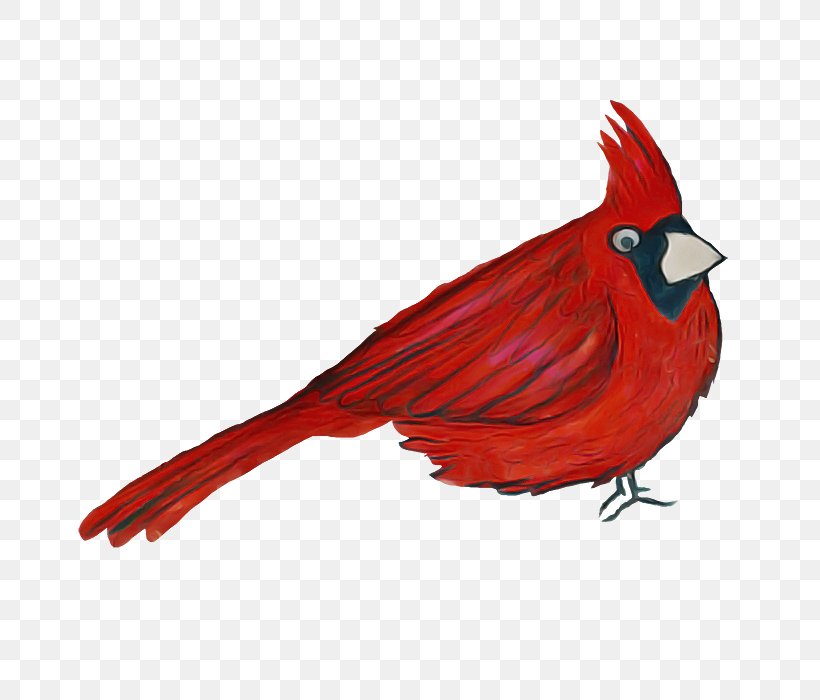 Bird Cardinal Northern Cardinal Red Beak, PNG, 700x700px, Bird, Beak, Cardinal, Northern Cardinal, Perching Bird Download Free