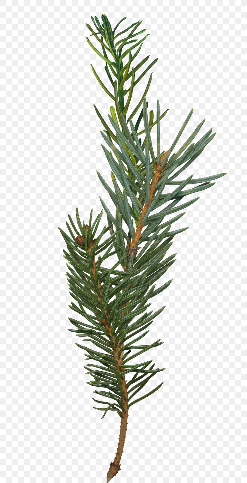 Pine Fir Branch Spruce Tree, PNG, 691x1600px, Pine, Branch, Christmas, Conifer, Conifer Cone Download Free