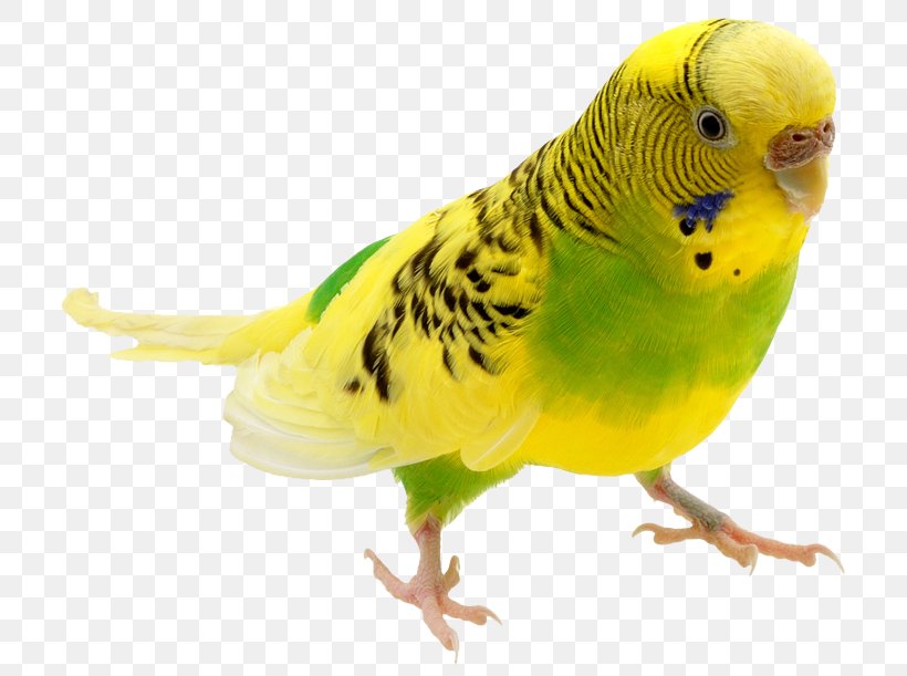 Budgerigar Parrot Bird Stock Photography Parakeet, PNG, 800x611px, Budgerigar, Beak, Bird, Blue Budgerigar Mutation, Cage Download Free