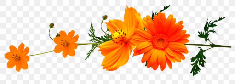 Clip Art, PNG, 1250x450px, Flower, Calendula, Cut Flowers, Daisy Family, Digital Image Download Free