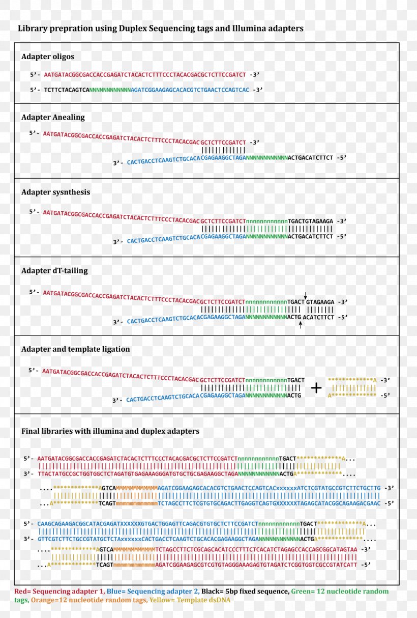DNA Sequencing Massive Parallel Sequencing Library Duplex Sequencing, PNG, 1053x1559px, Dna Sequencing, Adapter, Area, Dna, Document Download Free
