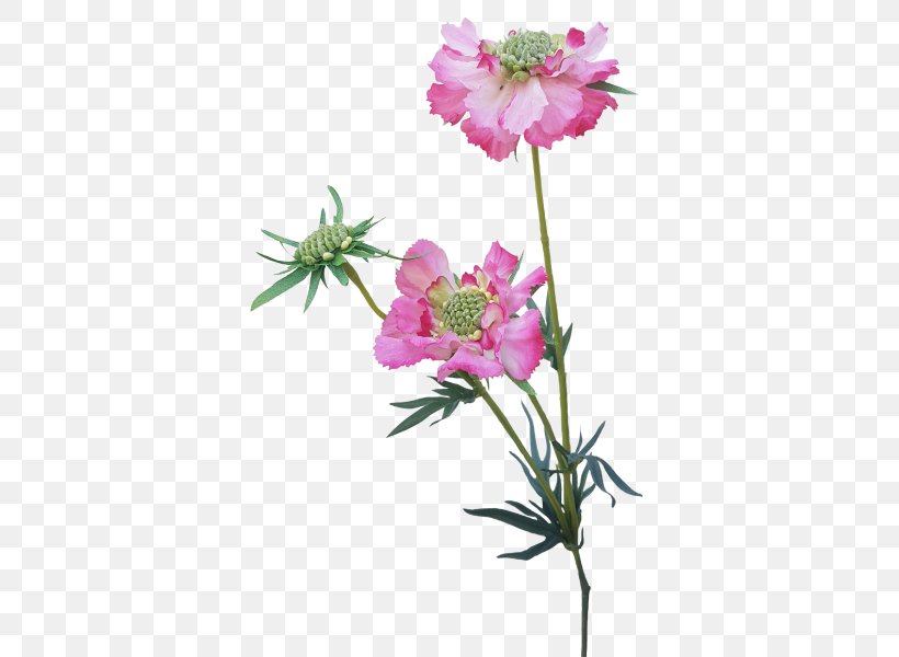 Pink Cut Flowers Plant Stem Herbaceous Plant, PNG, 800x600px, Pink, Cut Flowers, Dianthus, Flora, Flower Download Free