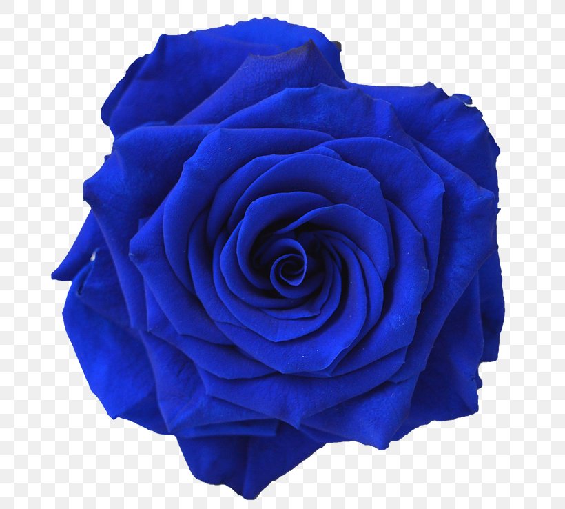 Blue Rose Flower Navy Blue Clip Art, PNG, 738x738px, Rose, Blue, Blue Rose, Cobalt Blue, Color Download Free