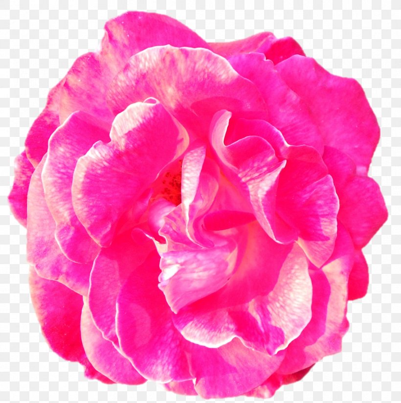 Garden Roses Cabbage Rose Peony Cut Flowers Pink M, PNG, 908x913px, Garden Roses, Cabbage Rose, Cut Flowers, Family, Flower Download Free