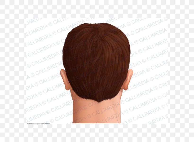 Head Anatomy Skin Hair Man, PNG, 600x600px, Head, Anatomy, Brown Hair, Capelli, Chin Download Free