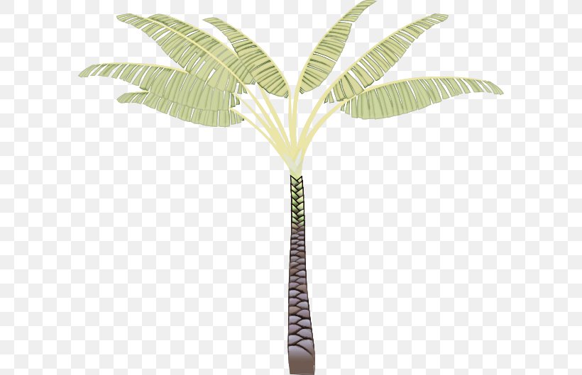 Palm Tree, PNG, 600x529px, Leaf, Arecales, Flower, Green, Palm Tree Download Free