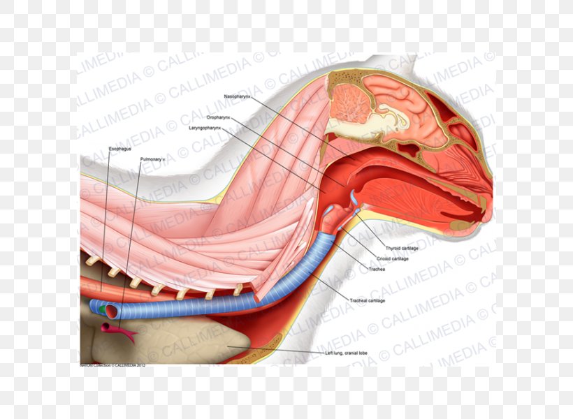 Product Design Shoulder Illustration Muscle Nerve, PNG, 600x600px, Watercolor, Cartoon, Flower, Frame, Heart Download Free