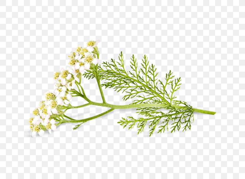 Yarrows Sweet Cicely Herb Bad Heilbrunner Naturheilmittel GmbH & Co. KG Fennel, PNG, 690x600px, Yarrows, Blood, Branch, Cicely, Drawing Download Free