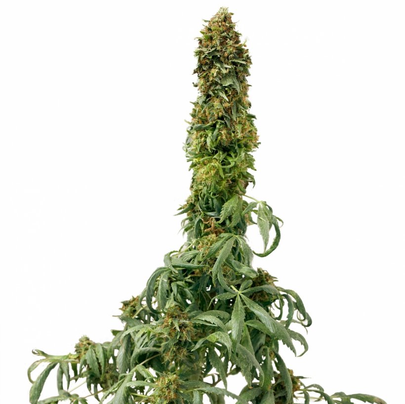 Car Autoflowering Cannabis Seed Cannabis Ruderalis, PNG, 1600x1600px, Car, Autoflowering Cannabis, Cannabis, Cannabis Ruderalis, Flower Download Free