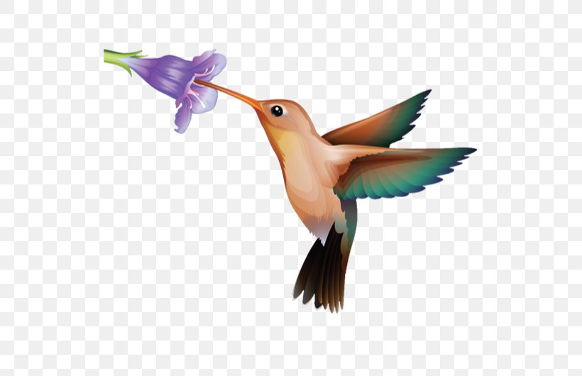 Educational Technology Hummingbird Ohio River Valley Women's Business Council Web Conferencing, PNG, 530x530px, Educational Technology, Beak, Bird, Classroom, Education Download Free