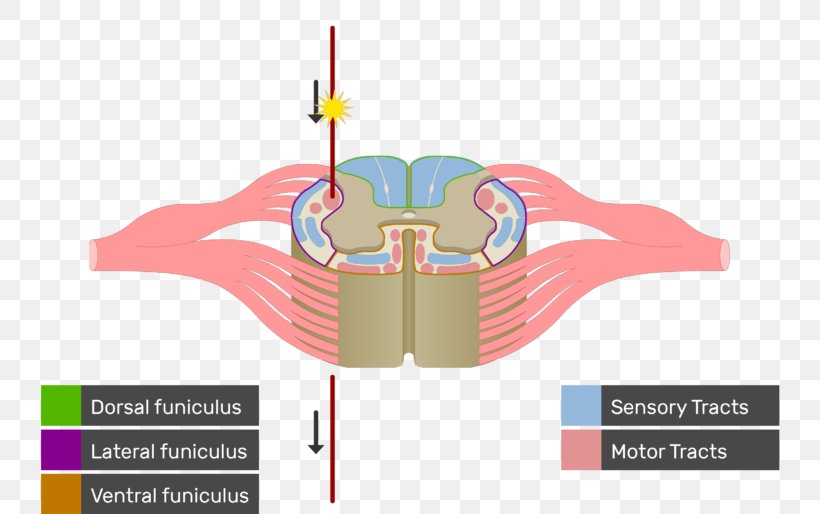 Spinal Cord White Matter Nerve Tract Anatomy Medulla Oblongata, PNG, 770x514px, Watercolor, Cartoon, Flower, Frame, Heart Download Free