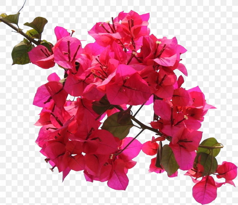 Bougainvillea Flower Ipomoea Nil Petal, PNG, 2303x1984px, Bougainvillea, Annual Plant, Artificial Flower, Blossom, Bract Download Free