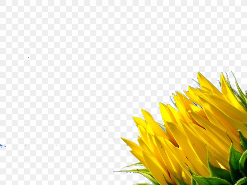 Desktop Wallpaper Color Yellow Display Resolution Wallpaper, PNG, 1600x1200px, Color, Computer, Daisy Family, Display Resolution, Flower Download Free