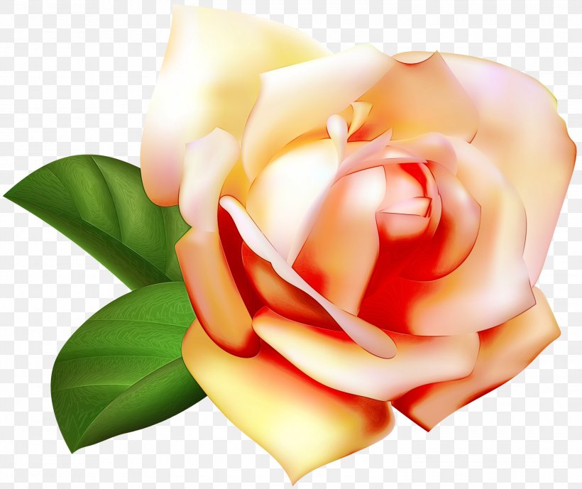 Garden Roses, PNG, 3000x2524px, Watercolor, Flower, Garden Roses, Hybrid Tea Rose, Orange Download Free