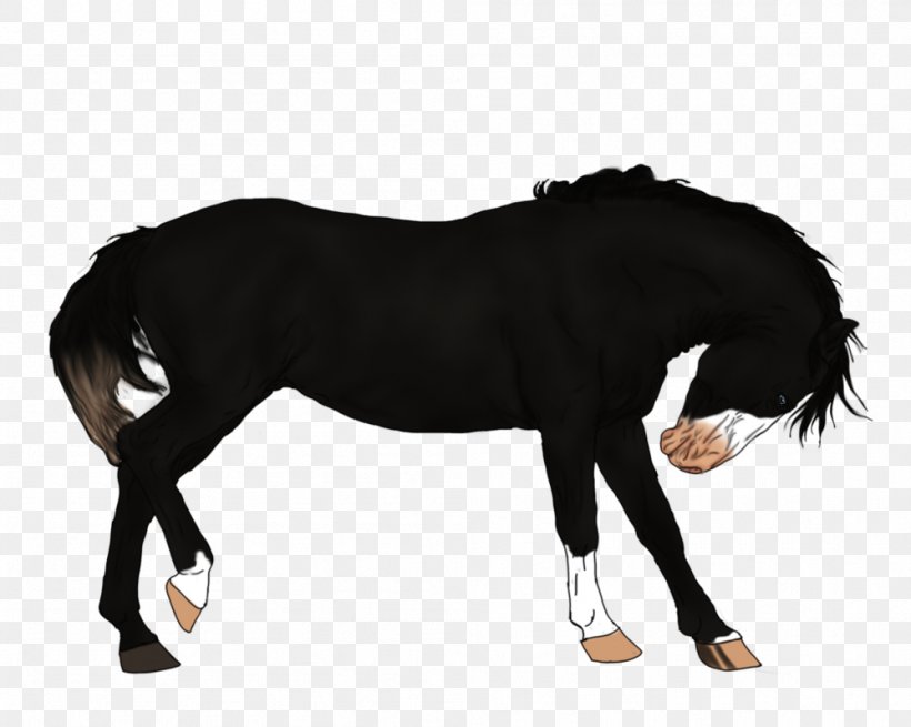 Mane Mustang Stallion Pony Mare, PNG, 999x799px, Mane, Black, Black M, Halter, Horse Download Free