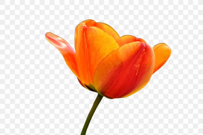 Orange, PNG, 2448x1632px, Tulip, Closeup, Flower, Flowering Plant, Orange Download Free