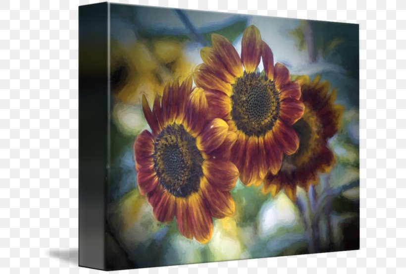 Common Sunflower Sunflower Seed Daisy Family Petal, PNG, 650x553px, Common Sunflower, Common Daisy, Daisy Family, Flower, Flowering Plant Download Free