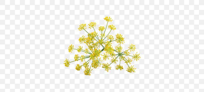 Cow Parsley Fennel Anise Stock Photography, PNG, 567x373px, Cow Parsley, Anise, Anthriscus, Banco De Imagens, Branch Download Free
