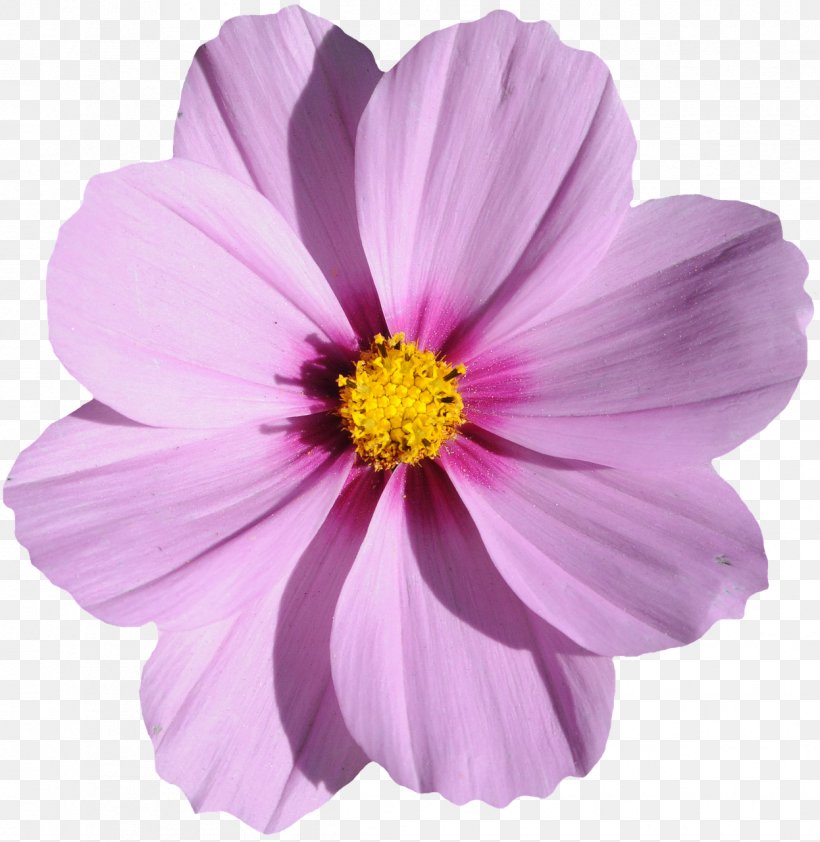 Flower Image File Formats, PNG, 1246x1280px, Flower, Accommodation, Annual Plant, Aster, Blue Download Free